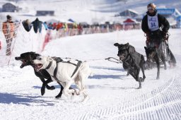 Lenk 2013